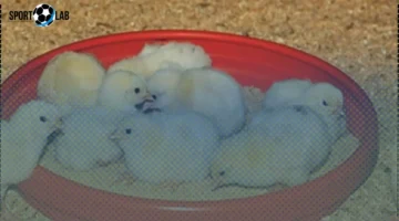 سعر الكتاكيت اليوم الأربعاء 5-11-2025 في بورصة الدواجن يتراوح بين 17 و27 جنيهًا